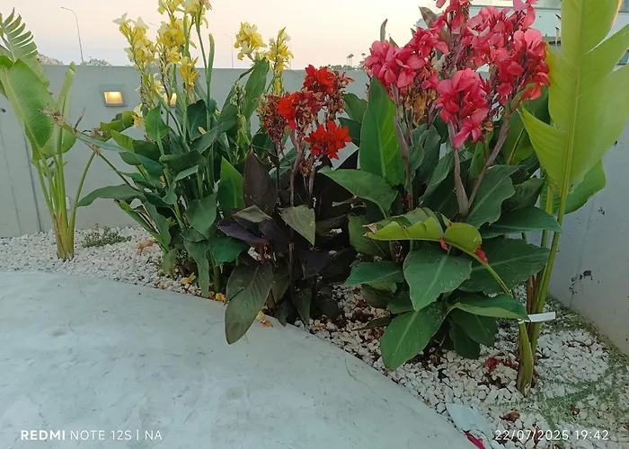 Willa Blue Aura Larnaca *